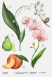 Парфюмированная вода ORCHID ZARA. Орхидея от Зара 180мл - изображение 2