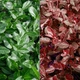 Бересклет Форчуна 'Coloratus'. Контейнер 3 л. Отправка в марте – апреле - изображение 1