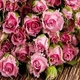 Алмазна мозаїка (вишивка) на підрамнику Рожеві троянди, 40х40см, повна викладка, квадратні камені AS44100п - зображення 1