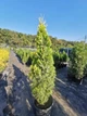 Туя Malonyana Aurea 100см - изображение 2