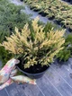 Можжевельник горизонтальный Lime Glow 3л - изображение 1