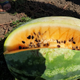 Арбуз Lark Seeds Оранж Лакшери F1, 5 шт - изображение 4