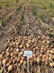 Лук Sakata Seed Corporation Торус F1, 200 шт - изображение 2