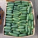 Огурец Кассиус, 100 шт - изображение 7