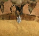 Кулон Тризуб зі срібла 925 (АРТ. №155) Dadiverin Jewelry - зображення 3