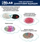 Ведмедик Алмазна Мозаїка 23 см SHR23 (Голограмні Стрази) SHLab Lavender (36898-4E) - зображення 4