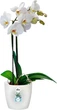 Вазон Elho brussels orchid 16 см Прозорий (114404) - зображення 2