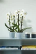 Вазон Elho brussels orchid 16 см Прозорий (114404) - зображення 4