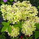 Саженцы Яскрава Гортензия Pastel Green контейнер 0.5 л (58932) - изображение 1