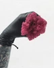 Стабілізований мох ягель норвезький Scandinavia 100 грам 69Cyclamen - зображення 1