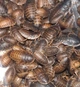 Аргентинські таргани ( Blaptica Dubia ) - Живі кормові комахи для рептилій, птахів, їжаків, комахоїдних тварин 2-3 см 50 шт. - зображення 1