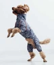 Дощовик для такс кант рябий Dogs Bomba MT-29/3 - зображення 2