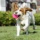 Игрушка Мяч Lesko DT1149 Pink жевательный резиновый для cобак D:6,0 см со звуком - изображение 2