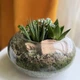 Флорариум из суккулентов - изображение 4