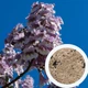 Павловния войлочная семена (50 шт) (Paulownia tomentosa) медонос морозостойкая быстроростущая - изображение 1