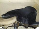 Пыльник XRoad брызговик, защита двигателя Nissan Patrol Y61 (1997-2010) 64836-VB000 64836-VC300 64836-VC200 передний правый - изображение 10