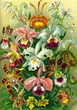 Пазл: GOOD LOOT Ernst Haeckel Orchid 1000 эл. (5908305247531) - изображение 6
