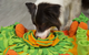 Коврик для нюханья для собак Derby Pet Shuffle Mat orange - изображение 3