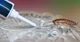 Гель STRONG від тарганів і лусочниці (чешуйниці) 10г - изображение 5