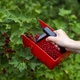 Плодозбірник Biogrod для дрібних ягід і фруктів червоний - зображення 3