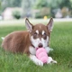 Іграшка Kong Puppy груша-годівниця для цуценят середніх і великих порід, L - изображение 3