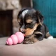 Іграшка Kong Puppy груша-годівниця для цуценят мініатюрних порід, XS - изображение 3