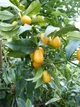 Саженцы кумквата Японика Маруми (Fortunella japonica Marumi) - изображение 4
