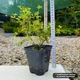 Саженцы Лапчатки Танжерин (Potentilla fruticosa Tangerine) Р9 - изображение 2