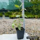 Саджанці Дерена білого Елегантісіма (Cornus alba Elegantissima) Р9 - зображення 4