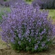 Саженцы Котовника Фассени Пурсиан Блю (Nepeta faassenii Pursian Blue) Р9 - изображение 5
