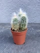 Суккулент Еспостоя шерстиста (Espostoa lanata) D5 см - изображение 1