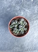Суккулент Алоинопсис Шунеса (Aloinopsis Schooneesii) D5 см - изображение 2