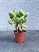 Суккулент Котиледон войлочный или Кошачьи лапки (Cotyledon tomentosa) D5 см - изображение 1