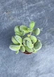 Суккулент Котиледон войлочный или Кошачьи лапки (Cotyledon tomentosa) D5 см - изображение 2