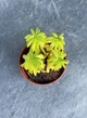 Суккулент Пеперомия Аксиларис (Peperomia Axillaris) D5 см - изображение 2