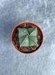 Суккулент Астрофитум крапчатый Nudum (Astrophytum myriostigma Nudum) D5 см - изображение 2