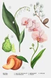 Женская парфюмированная вода духи Зара ZARA ORCHID 180 ML Испания - изображение 3