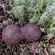 Массажный мяч двойной PowerPlay PP-4352 Epp foam peanut ball (d8* 16cm Черно/Красный (A-013254) - изображение 8