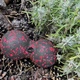 Массажный мяч двойной PowerPlay PP-4352 Epp foam peanut ball (d8* 16cm Черно/Красный (A-013254) - изображение 9