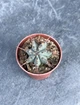 Суккулент Молочай ощетиненный полосатый (Euphorbia horrida striata) D5 см - изображение 2