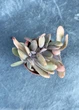 Суккулент Граптоверия 'Фред Айвс' кретата (Graptoveria 'Fred Ives' f. cristata) D5 см - изображение 2