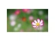 Об'єктив Sony SEL-100F28GM 100mm F2.8 STF GM OSS - изображение 8