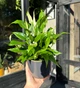 Спатифілум жіноче щастя кімнатна рослина / Spathiphyllum Chopin Teodim висота 25-30 см 6531 - изображение 2