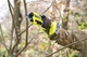 Секатор акумуляторний RYOBI ONE+ HP RY18SCXA-120T 18В, d різа 28 мм, 0.83 кг, кейс (АКБ 1х2 А·год і ЗП) (5133005788) - зображення 5
