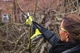 Секатор акумуляторний RYOBI ONE+ HP RY18SCXA-120T 18В, d різа 28 мм, 0.83 кг, кейс (АКБ 1х2 А·год і ЗП) (5133005788) - зображення 6