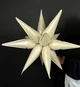 Воздушный шар "3D звезда сборная" 65 см., цвет - слоновая кость - изображение 2