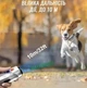 Відлякувач собак ультразвуковий Ultrasonic Dog Repeller PU70 8669 з ліхтариком Black - зображення 4