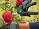 Кущорізи акумуляторні Bosch EasyPrune (06008B2102) - зображення 16