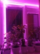Led фитолента для растений 1 метр SMD2835 - изображение 5