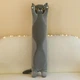 М'яка іграшка обіймашка антистрес Британський Кіт батон 70 см My Kigu Сірий (9046) - изображение 1